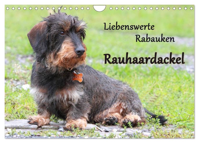 Liebenswerte Rabauken Rauhaardackel / CH-Version (Wandkalender 2027 DIN A4 quer) CALVENDO Monatskalender
