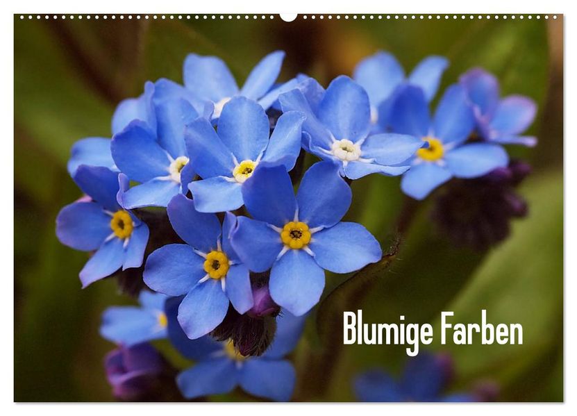 Blumige Farben (Wandkalender 2027 DIN A2 quer) CALVENDO Monatskalender