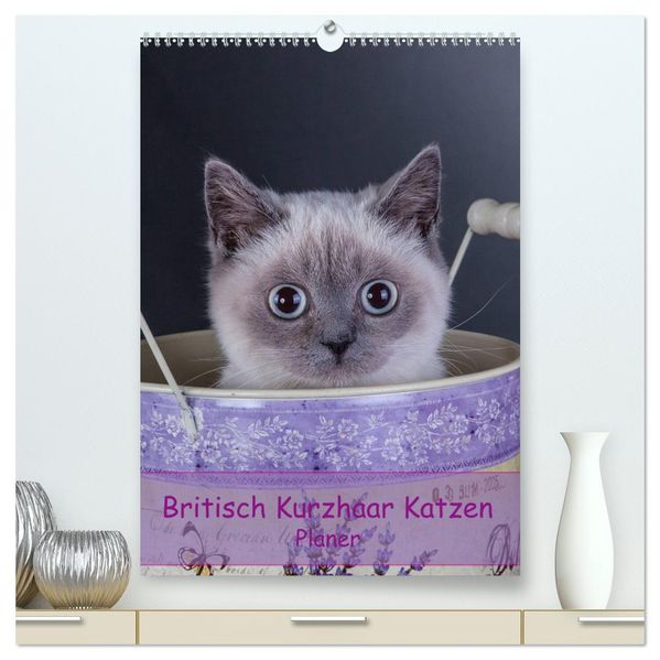 Britisch Kurzhaar Katzen - Planer (hochwertiger Premium Wandkalender 2027 DIN A2 hoch) Kunstdruck in Hochglanz