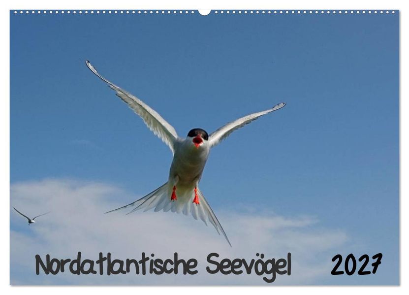 Nordatlantische Seevögel (Wandkalender 2027 DIN A2 quer) CALVENDO Monatskalender