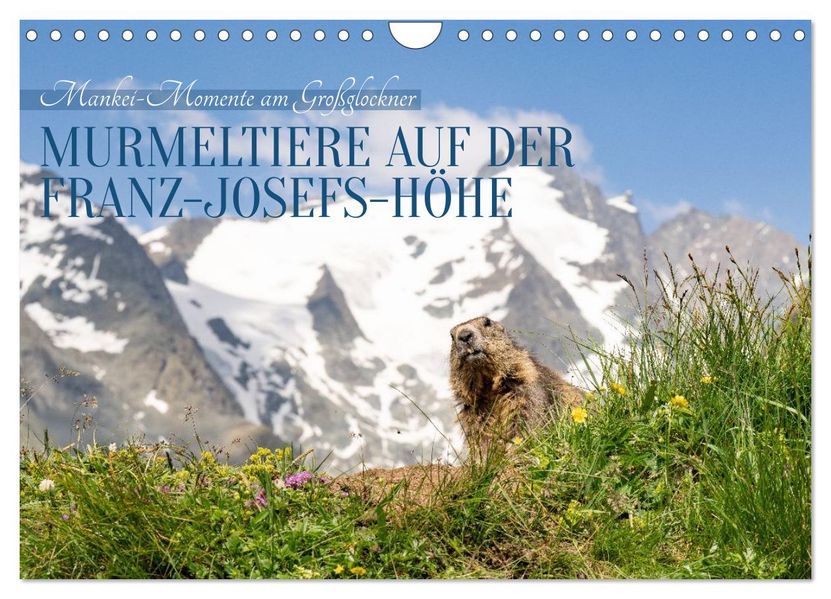 Mankei Momente am Großglockner- Murmeltiere auf der Franz-Josefs-Höhe (Wandkalender 2027 DIN A4 quer) CALVENDO Monatskalender