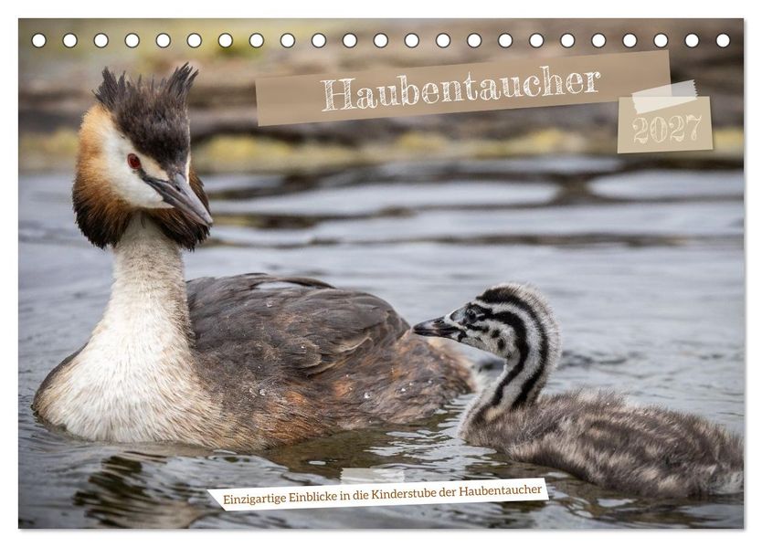 Einzigartige Einblicke in die Kinderstube der Haubentaucher (Tischkalender 2027 DIN A5 quer) CALVENDO Monatskalender