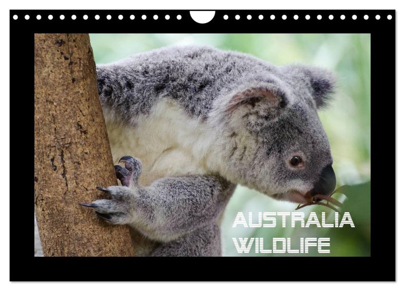 Australia Wildlife (Wandkalender 2027 DIN A4 quer) CALVENDO Monatskalender