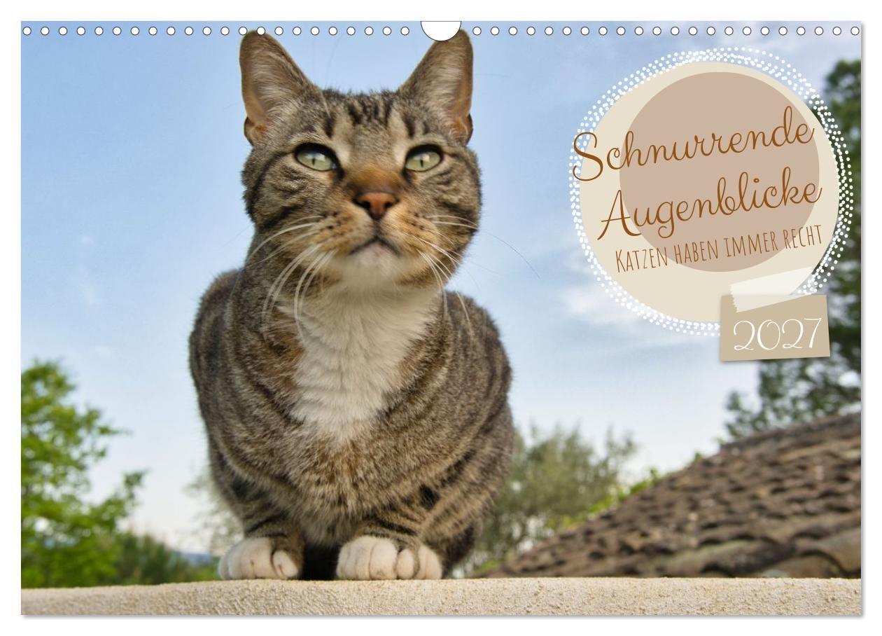 Schnurrende Augenblicke (Wandkalender 2027 DIN A3 quer) CALVENDO Monatskalender