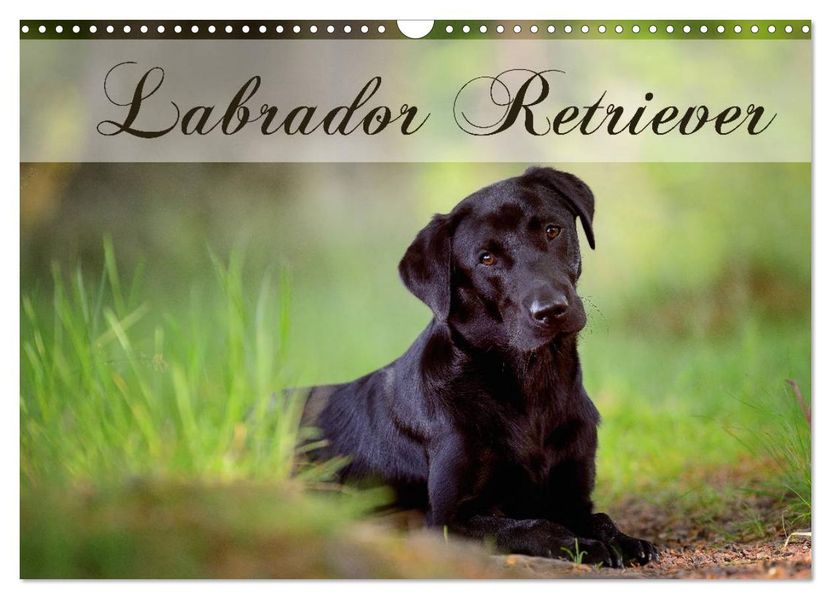 Labrador Retriever (Wandkalender 2027 DIN A3 quer) CALVENDO Monatskalender
