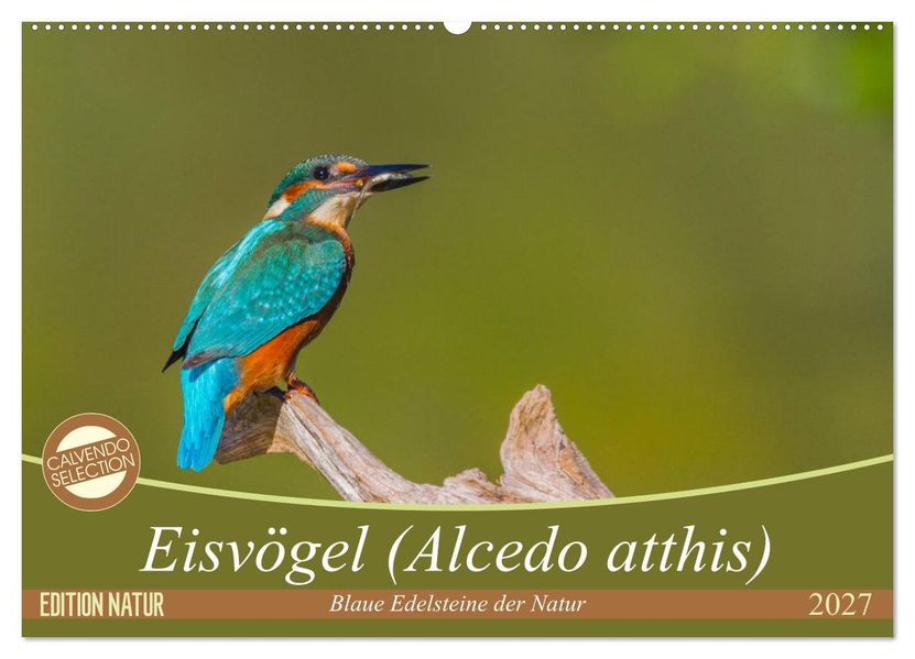 Eisvögel (Alcedo atthis) - Edelsteine der Natur (Wandkalender 2027 DIN A2 quer) CALVENDO Monatskalender