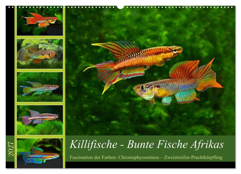 Killifische - Bunte Fische Afrikas (Wandkalender 2027 DIN A2 quer) CALVENDO Monatskalender