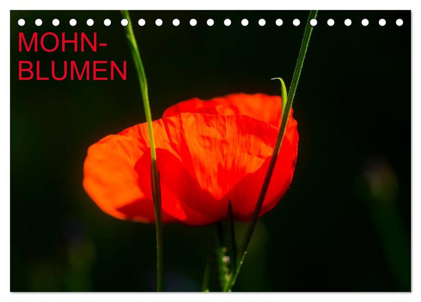 Mohnblumen (Tischkalender 2027 DIN A5 quer) CALVENDO Monatskalender