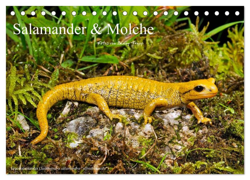 Salamander und Molche (Tischkalender 2027 DIN A5 quer) CALVENDO Monatskalender