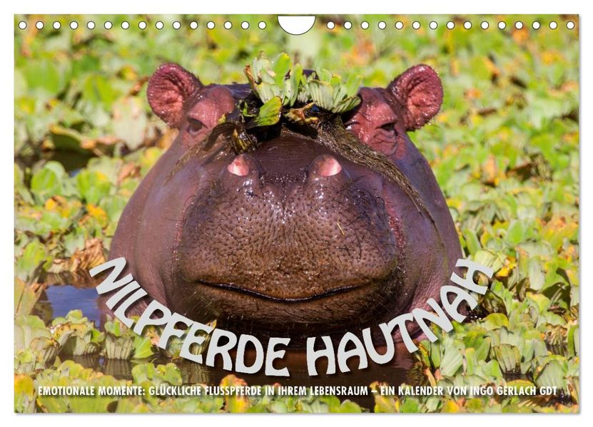 Emotionale Momente: Nilpferde hautnah (Wandkalender 2027 DIN A4 quer) CALVENDO Monatskalender