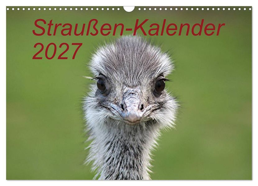 Straußen-Kalender 2027 (Wandkalender 2027 DIN A3 quer) CALVENDO Monatskalender