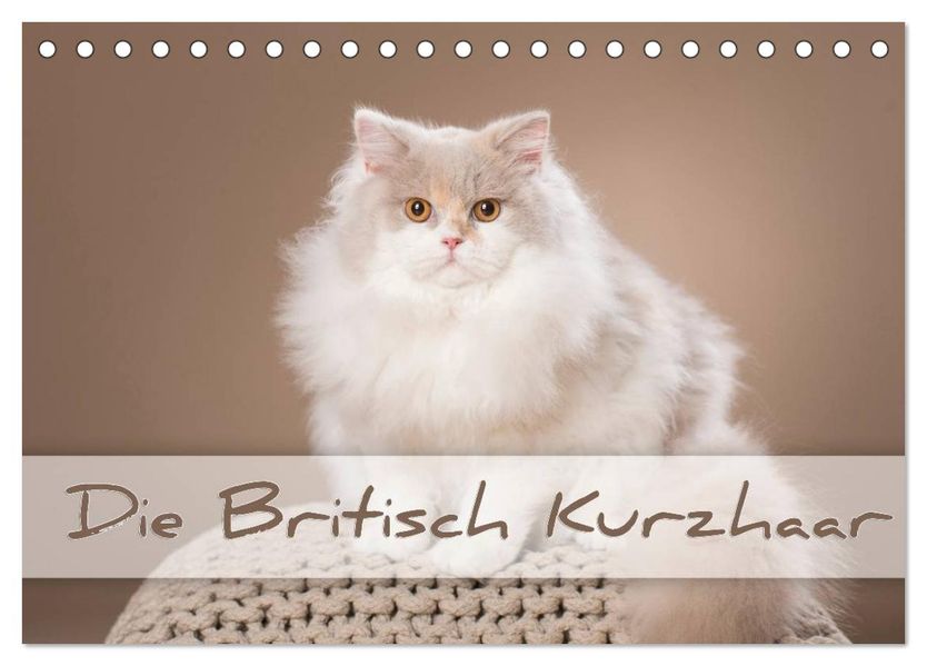 Die Britisch Kurzhaar (Tischkalender 2027 DIN A5 quer) CALVENDO Monatskalender