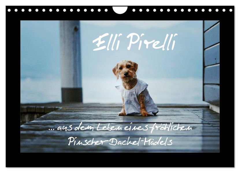 Elli Pirelli... aus dem Leben eines fröhlichen Pinscher-Dackel-Mädels (Wandkalender 2027 DIN A4 quer) CALVENDO Monatskalender