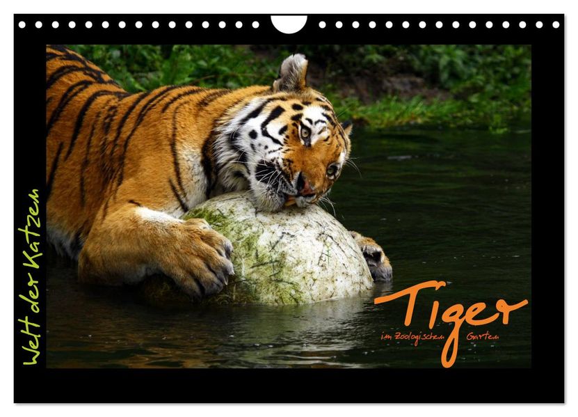 Welt der Katzen - Tiger (Wandkalender 2027 DIN A4 quer) CALVENDO Monatskalender