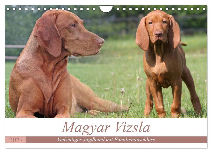 Magyar Vizsla - Vielseitiger Jagdhund mit Familienanschluss (Wandkalender 2027 DIN A4 quer) CALVENDO Monatskalender
