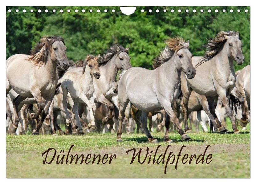 Dülmener Wildpferde (Wandkalender 2027 DIN A4 quer) CALVENDO Monatskalender