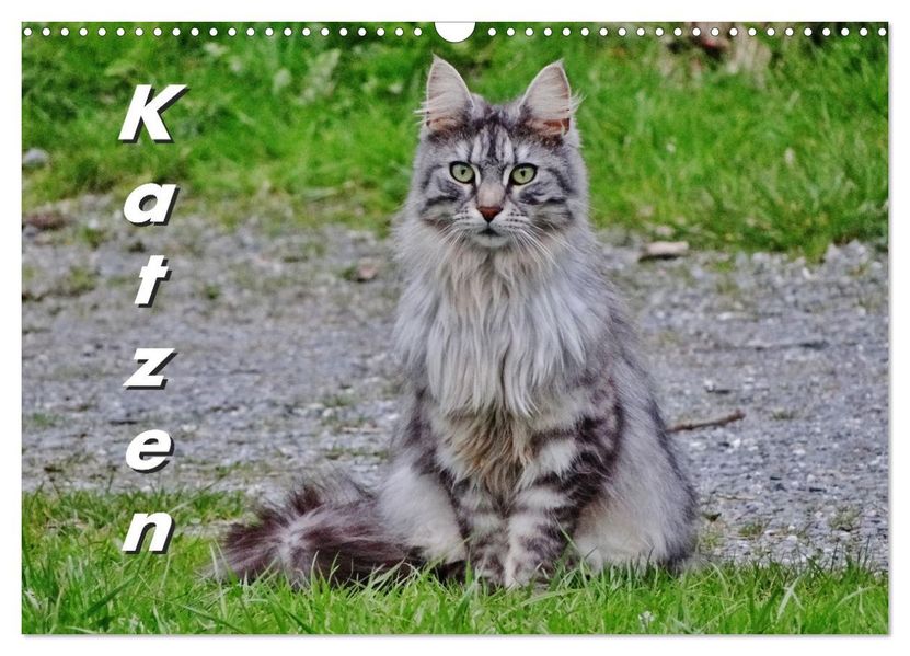 Katzen auf der Welt (Wandkalender 2027 DIN A3 quer) CALVENDO Monatskalender