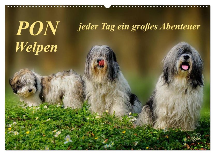 PON - Welpen jeder Tag ein großes Abenteuer (Wandkalender 2027 DIN A2 quer) CALVENDO Monatskalender