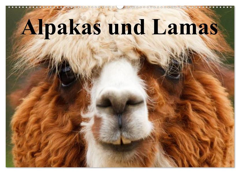 Alpakas und Lamas (Wandkalender 2027 DIN A2 quer) CALVENDO Monatskalender
