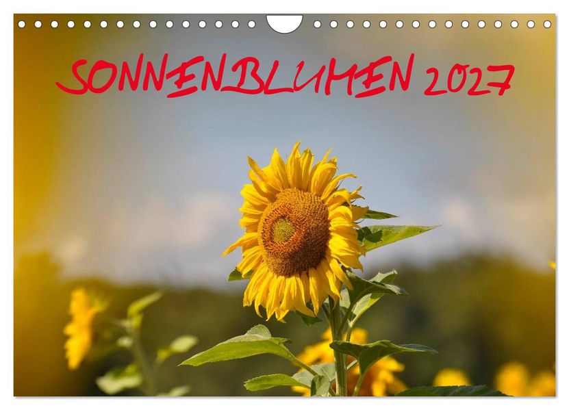 Sonnenblumen 2027 (Wandkalender 2027 DIN A4 quer) CALVENDO Monatskalender