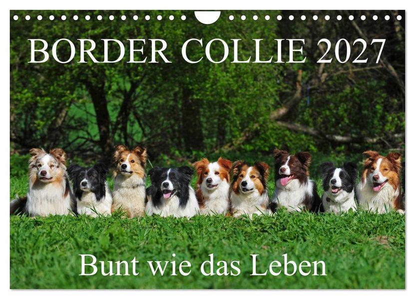Border Collie 2027 (Wandkalender 2027 DIN A4 quer) CALVENDO Monatskalender