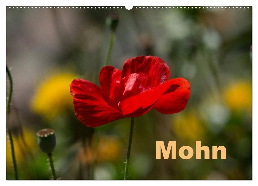 Mohn (Wandkalender 2027 DIN A2 quer) CALVENDO Monatskalender