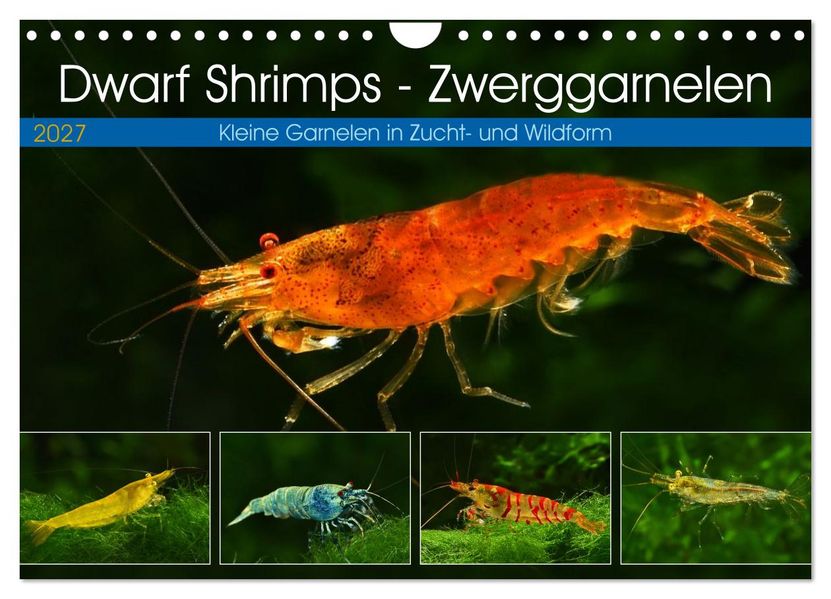 Dwarf Shrimps - Zwerggarnelen (Wandkalender 2027 DIN A4 quer) CALVENDO Monatskalender