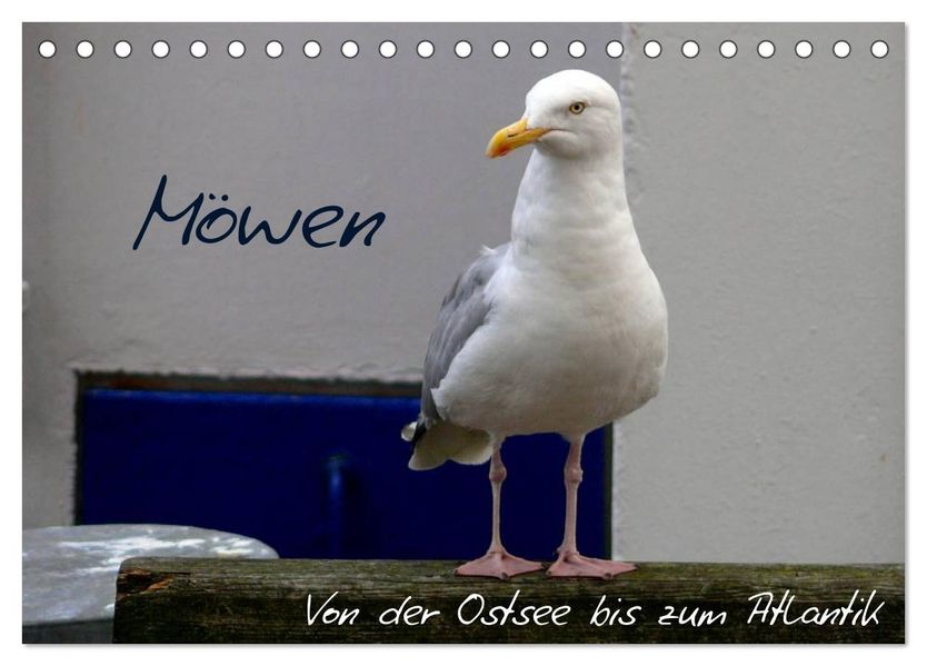 Möwen - Von der Ostsee bis zum Atlantik (Tischkalender 2027 DIN A5 quer) CALVENDO Monatskalender
