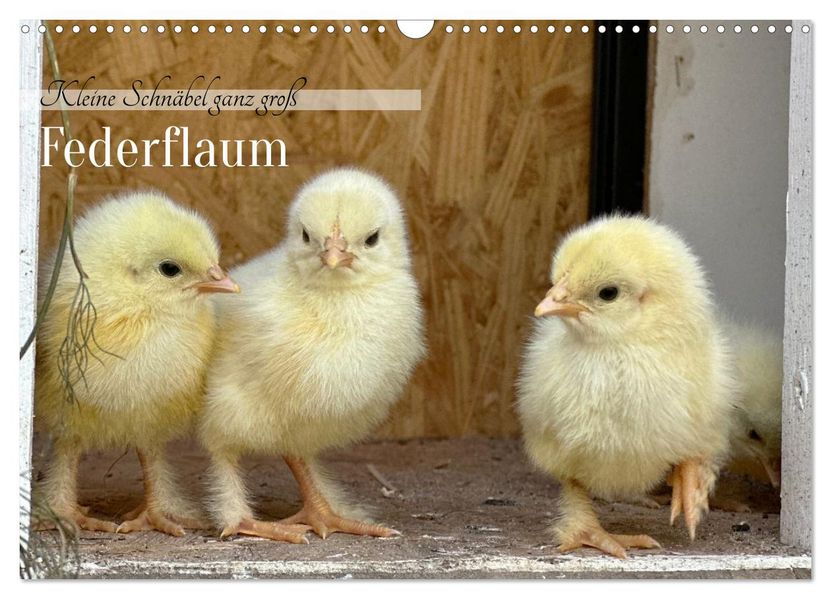 Federflaum - Kleine Schnäbel ganz groß (Wandkalender 2027 DIN A3 quer) CALVENDO Monatskalender