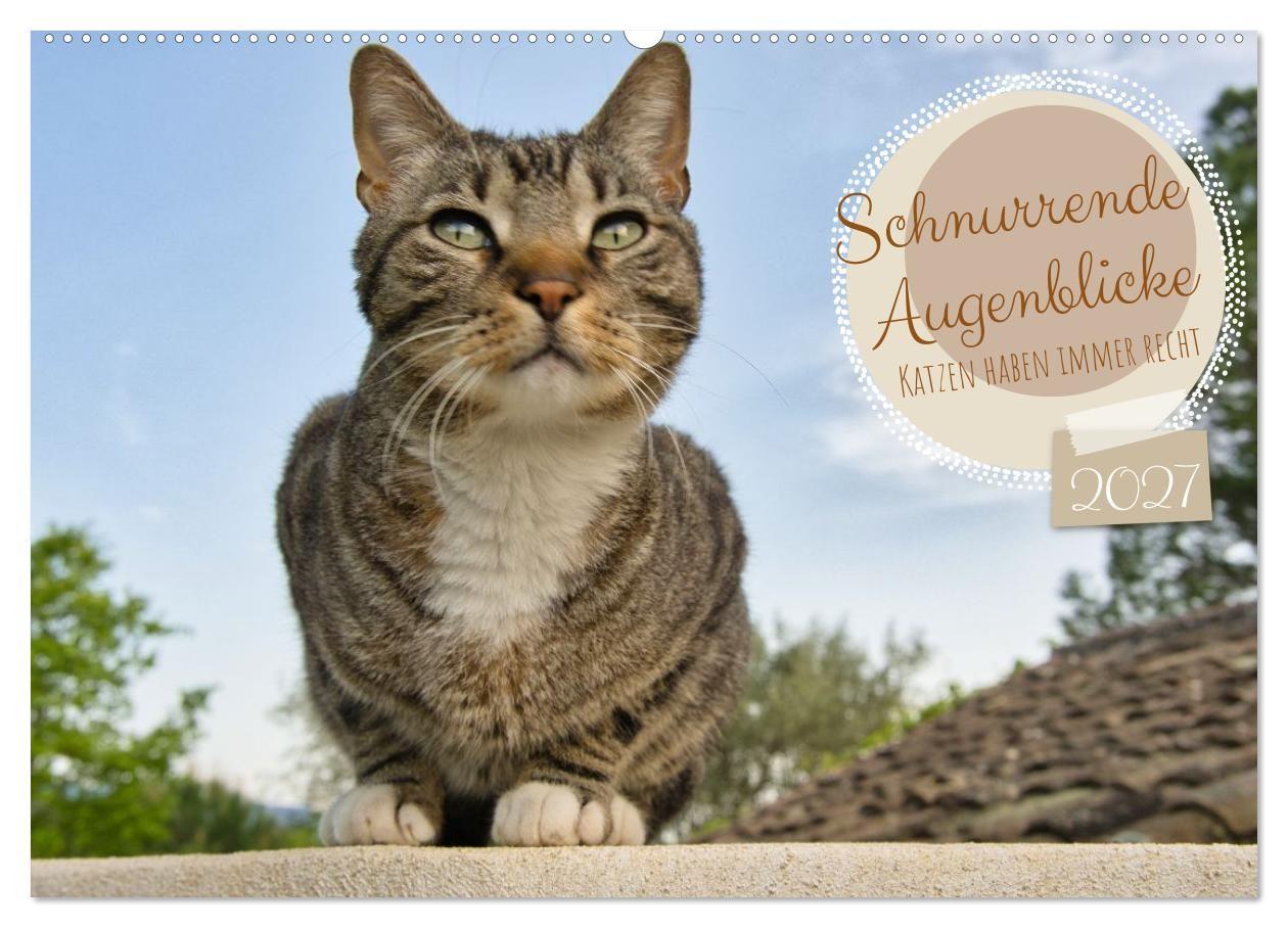 Schnurrende Augenblicke (Wandkalender 2027 DIN A2 quer) CALVENDO Monatskalender