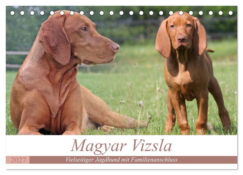Magyar Vizsla - Vielseitiger Jagdhund mit Familienanschluss (Tischkalender 2027 DIN A5 quer) CALVENDO Monatskalender