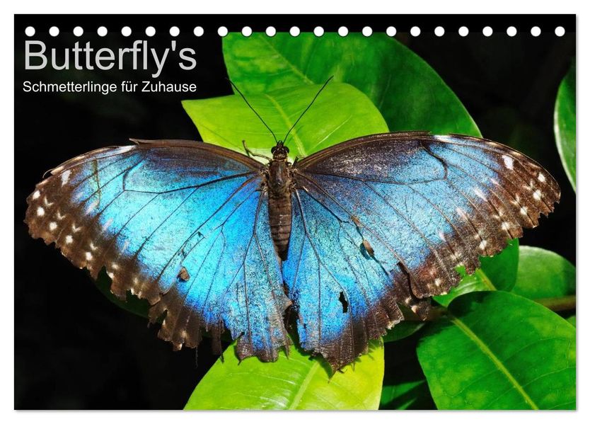 Butterfly's - Schmetterlinge für Zuhause (Tischkalender 2027 DIN A5 quer) CALVENDO Monatskalender