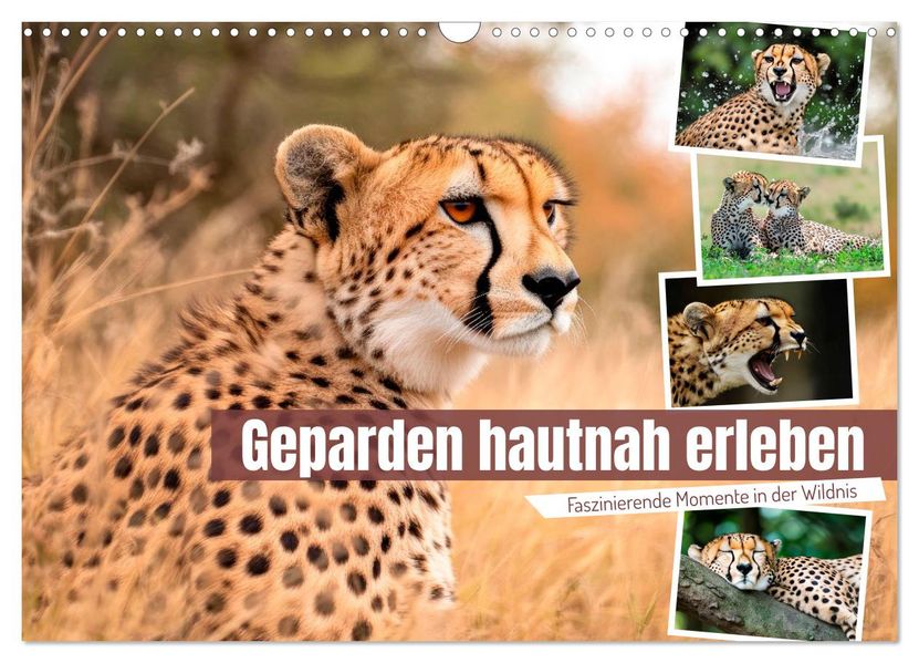 Geparden hautnah erleben (Wandkalender 2027 DIN A3 quer) CALVENDO Monatskalender