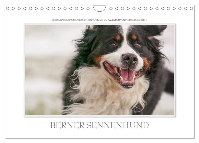 Emotionale Momente: Berner Sennenhund. (Wandkalender 2027 DIN A4 quer) CALVENDO Monatskalender