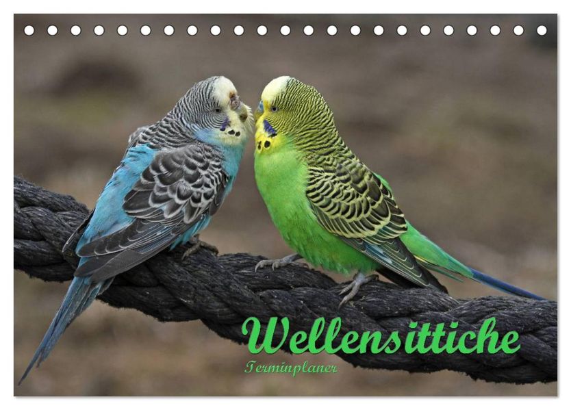Terminplaner Wellensittiche (Tischkalender 2027 DIN A5 quer) CALVENDO Monatskalender