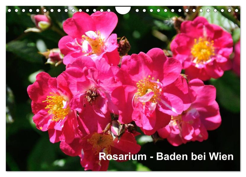 Baden bei Wien - Rosarium (Wandkalender 2027 DIN A4 quer) CALVENDO Monatskalender