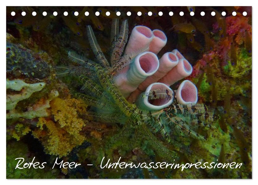 Rotes Meer - Unterwasserimpressionen (Tischkalender 2027 DIN A5 quer) CALVENDO Monatskalender