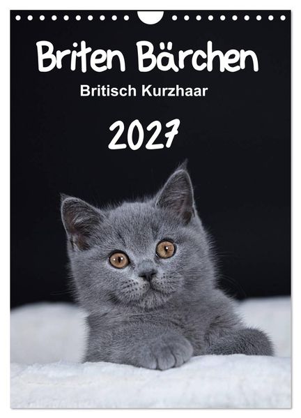 Briten Bärchen - Britisch Kurzhaar 2027 (Wandkalender 2027 DIN A4 hoch) CALVENDO Monatskalender