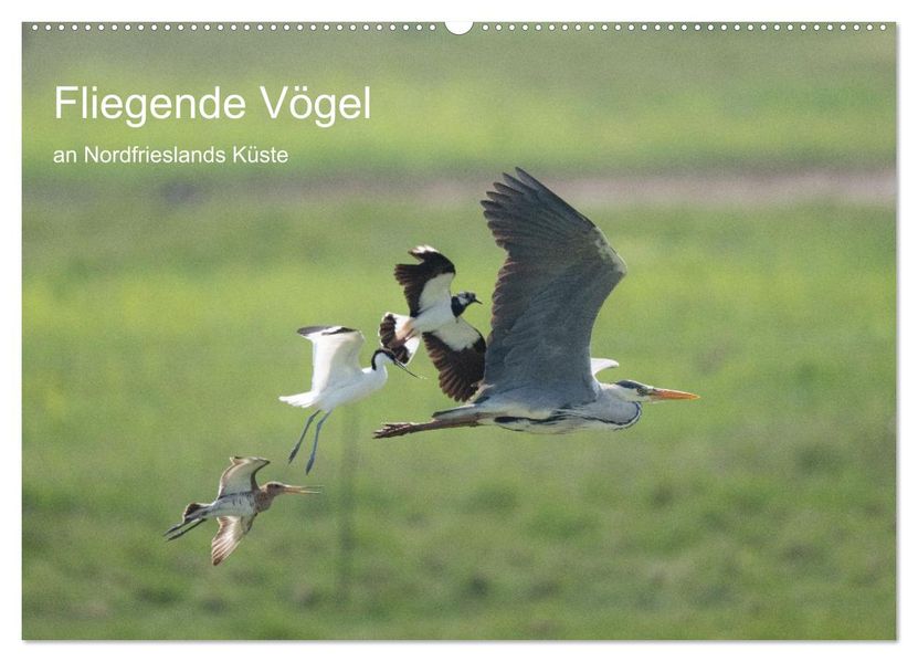 Fliegende Vögel an Nordfrieslands Küste (Wandkalender 2027 DIN A2 quer) CALVENDO Monatskalender