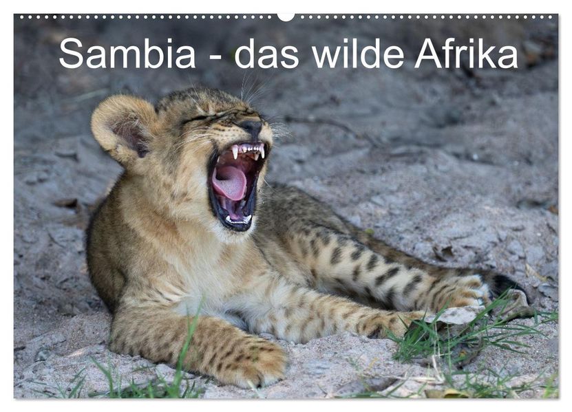 Sambia - das wilde Afrika (Wandkalender 2027 DIN A2 quer) CALVENDO Monatskalender