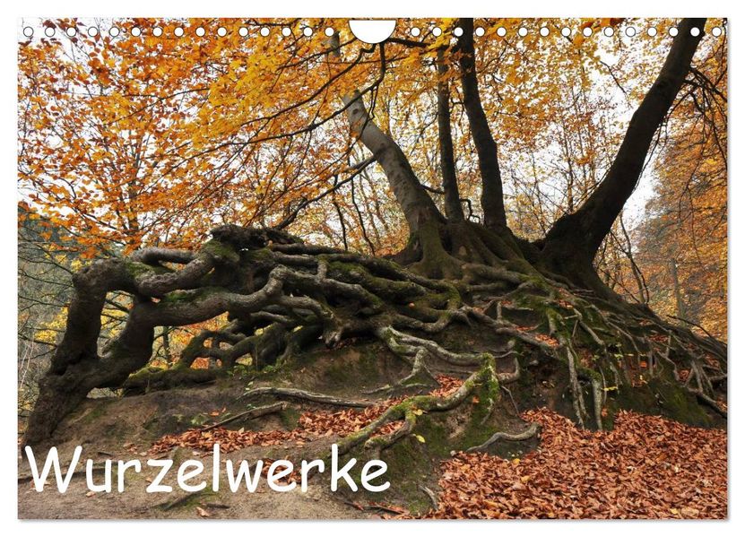 Wurzelwerke (Wandkalender 2027 DIN A4 quer) CALVENDO Monatskalender