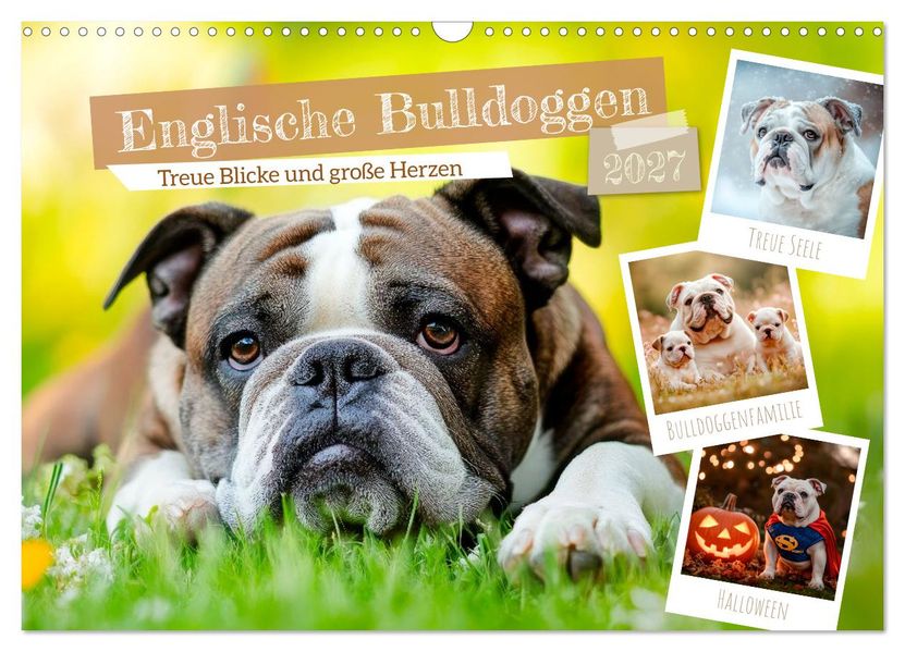 Englische Bulldoggen - Treue Blicke und große Herzen (Wandkalender 2027 DIN A3 quer) CALVENDO Monatskalender