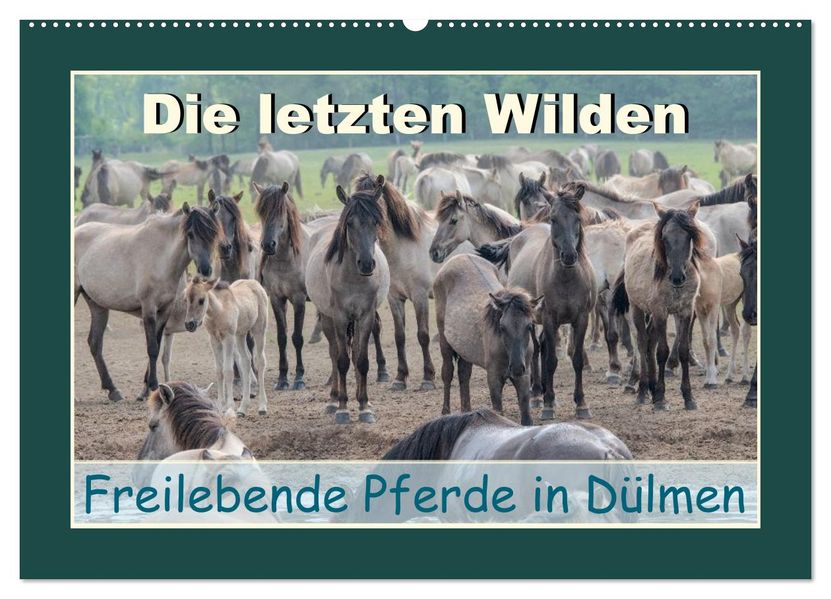 Die letzten Wilden - freilebende Pferde in Dülmen (Wandkalender 2027 DIN A2 quer) CALVENDO Monatskalender