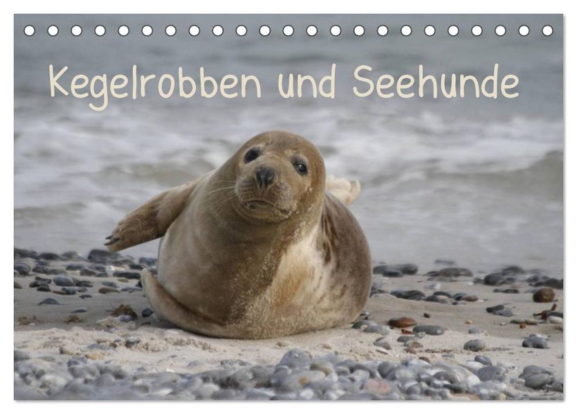 Kegelrobben und Seehunde (Tischkalender 2027 DIN A5 quer) CALVENDO Monatskalender