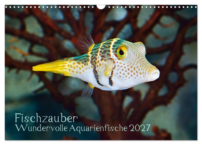 Fischzauber - Wundervolle Aquarienfische (Wandkalender 2027 DIN A3 quer) CALVENDO Monatskalender