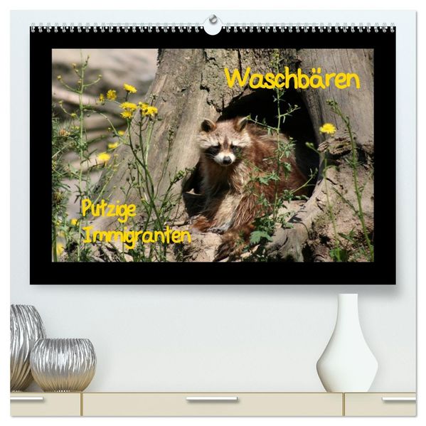 Waschbären (hochwertiger Premium Wandkalender 2027 DIN A2 quer) Kunstdruck in Hochglanz