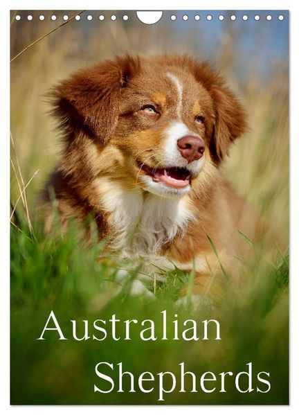 Australian Shepherds (Wandkalender 2027 DIN A4 hoch) CALVENDO Monatskalender