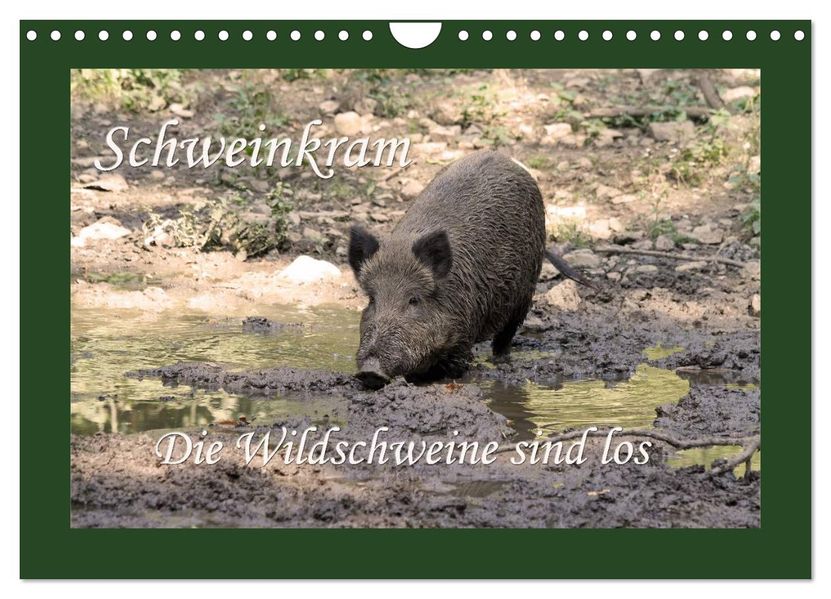Schweinkram - Die Wildschweine sind los (Wandkalender 2027 DIN A4 quer) CALVENDO Monatskalender