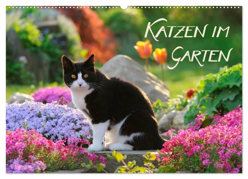 Katzen im Garten (Wandkalender 2027 DIN A2 quer) CALVENDO Monatskalender