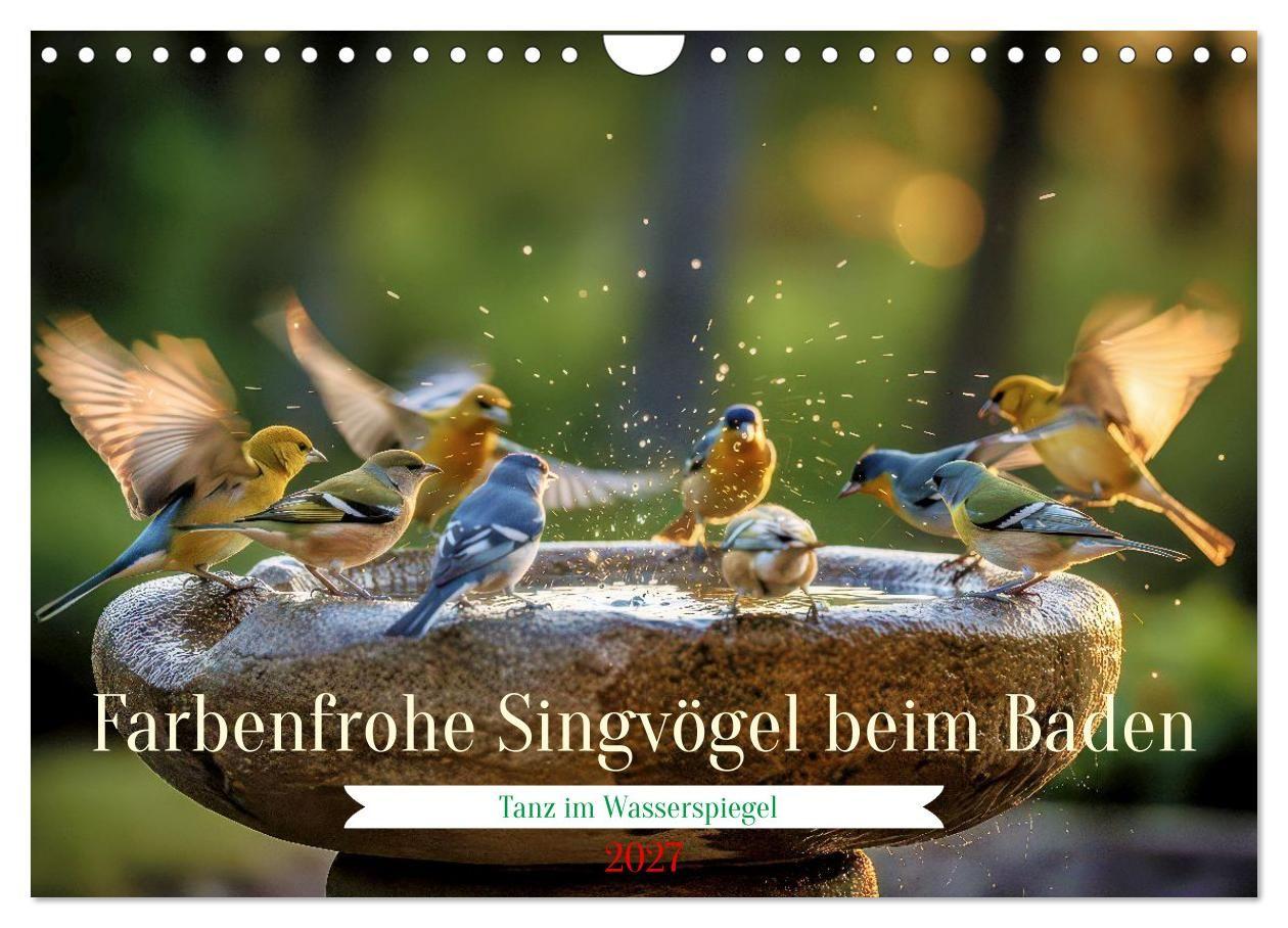 Farbenfrohe Singvögel beim Baden (Wandkalender 2027 DIN A4 quer) CALVENDO Monatskalender